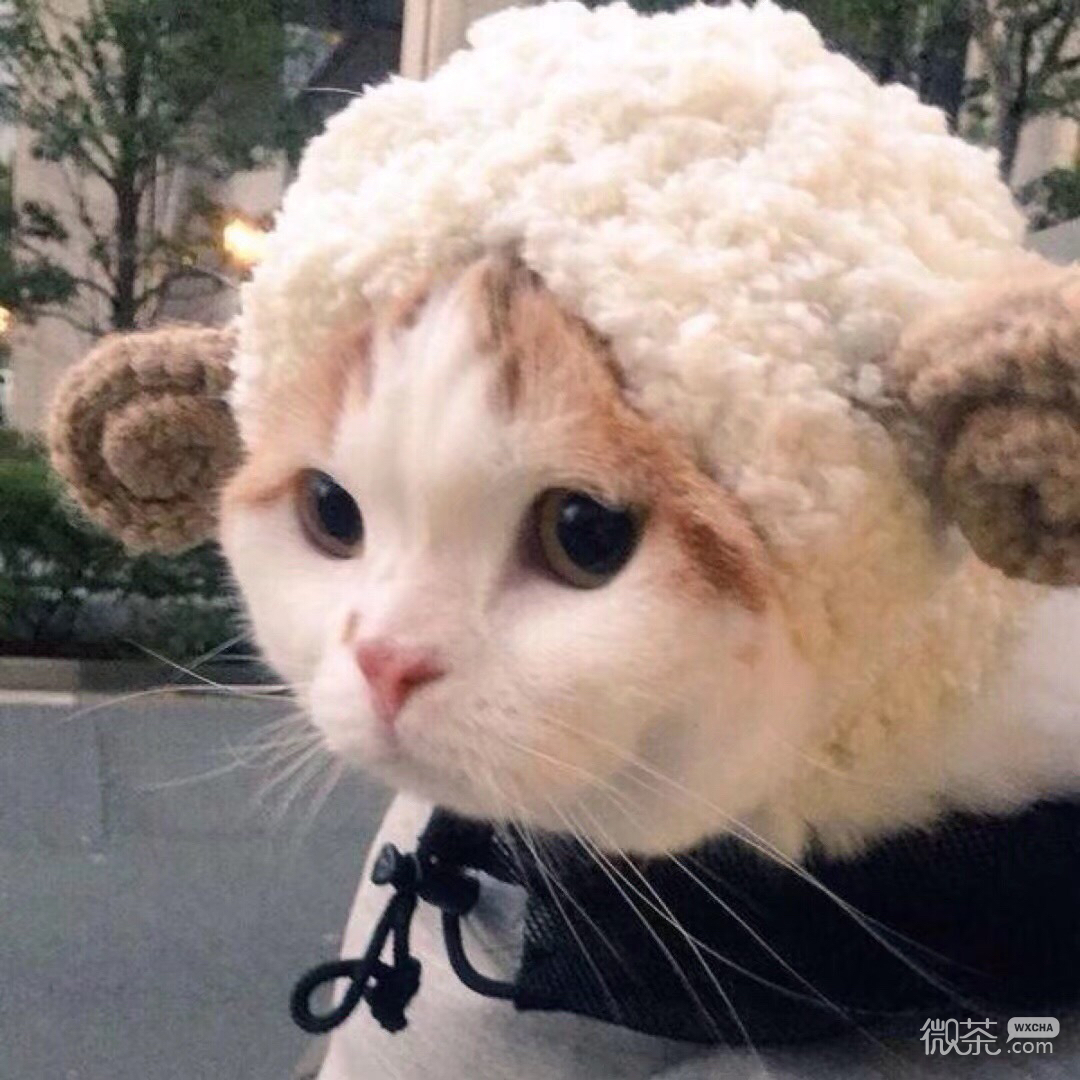 微信高颜值好看迷人女头