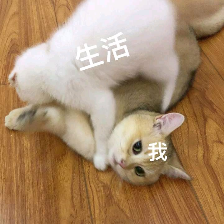 王八蛋微信恶搞傻屌斗图表情包