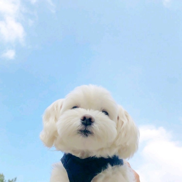 唯美个性可爱风的微信情侣头像合集下载