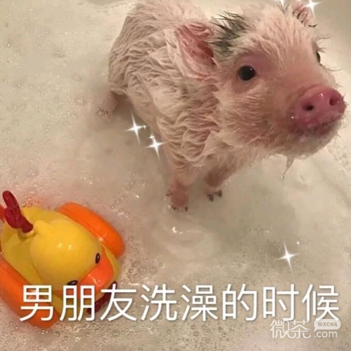 微信近期斗图恶搞表情包2019/9/4（二）