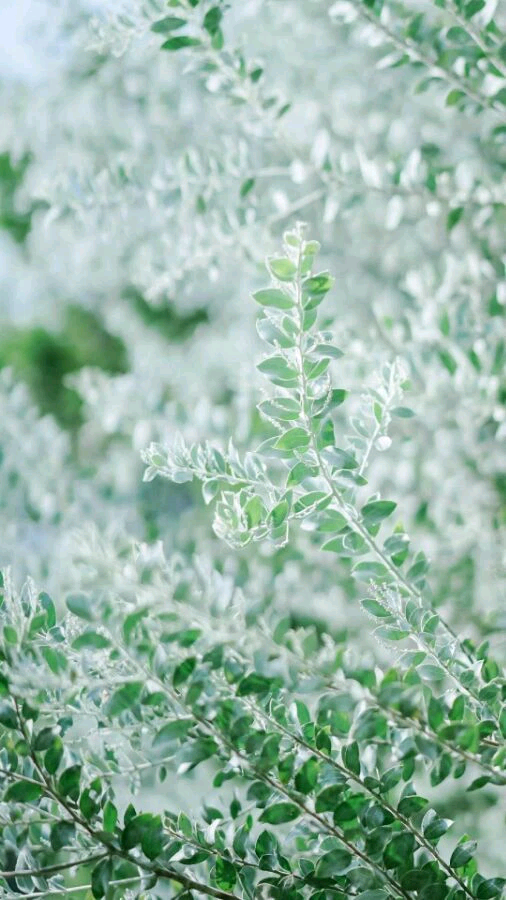 微信清新唯美聊天背景