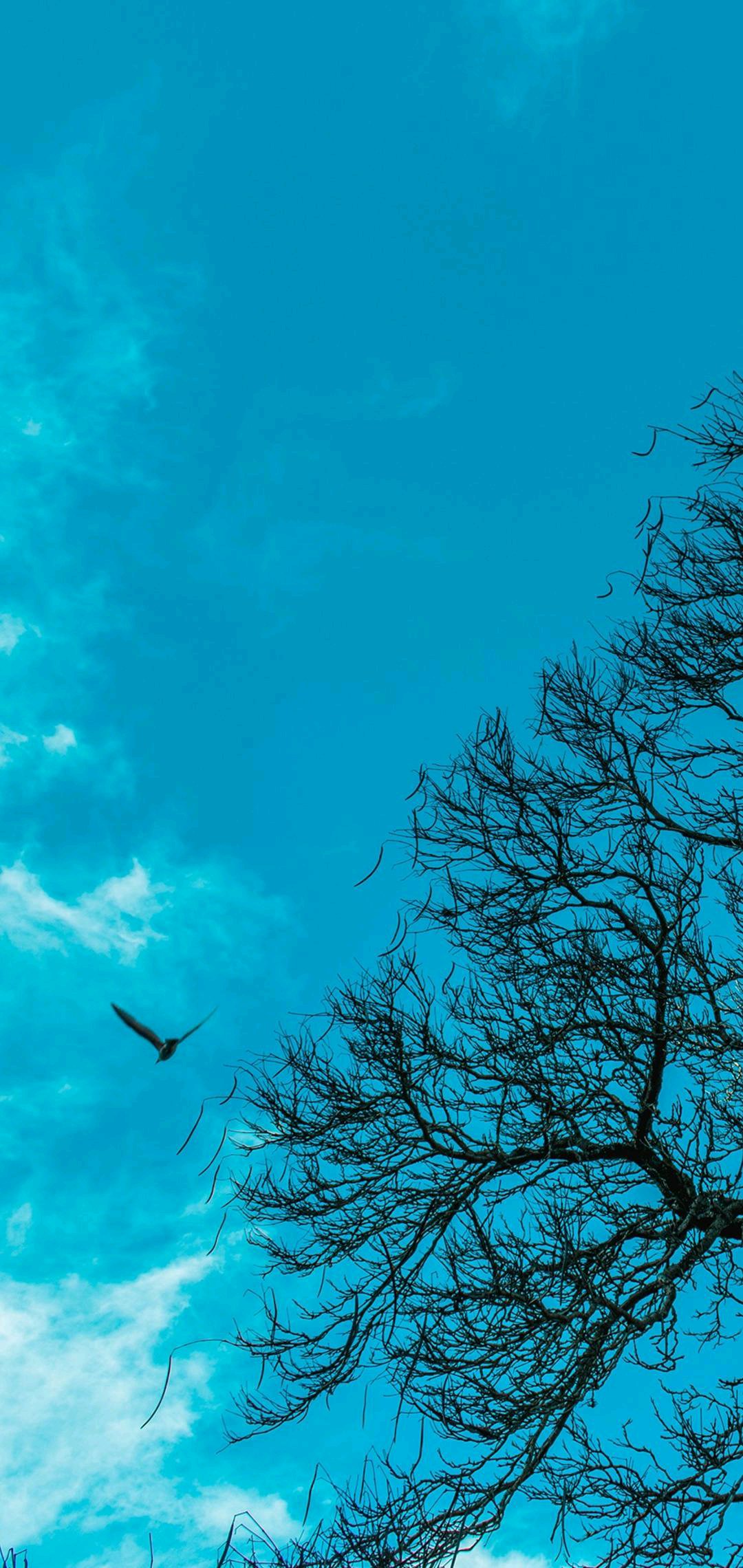 微信清新唯美聊天背景