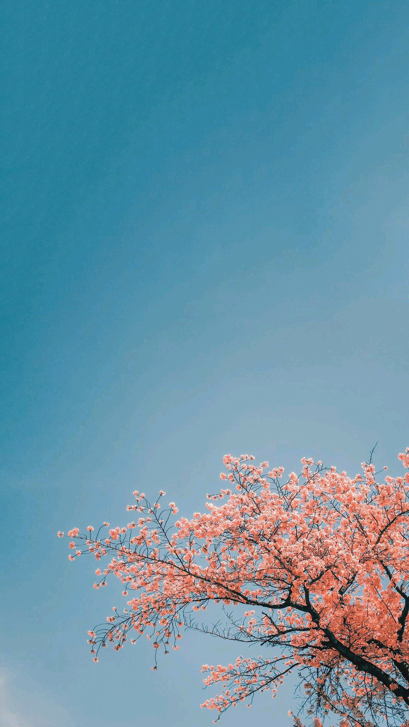 微信清新唯美聊天背景