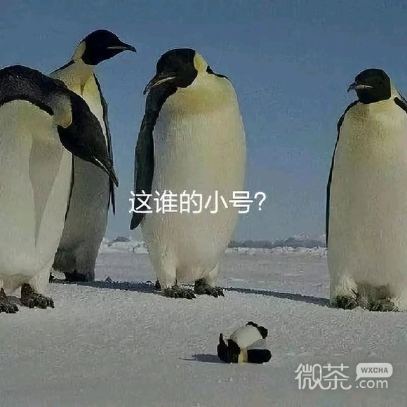 上火微信恶搞傻屌斗图表情包
