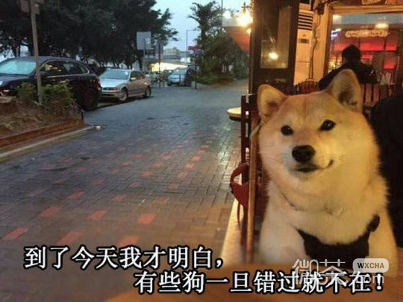 上火微信恶搞傻屌斗图表情包