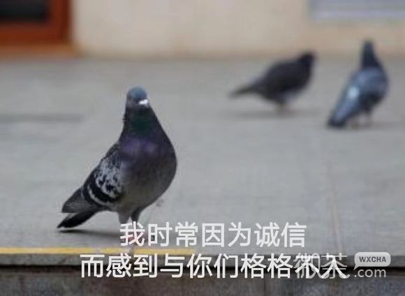 微信近期斗图恶搞表情包2019/9/8（二）