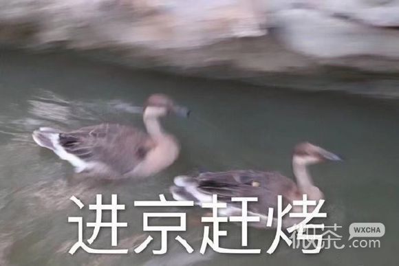 微信近期斗图恶搞表情包2019/9/8（二）