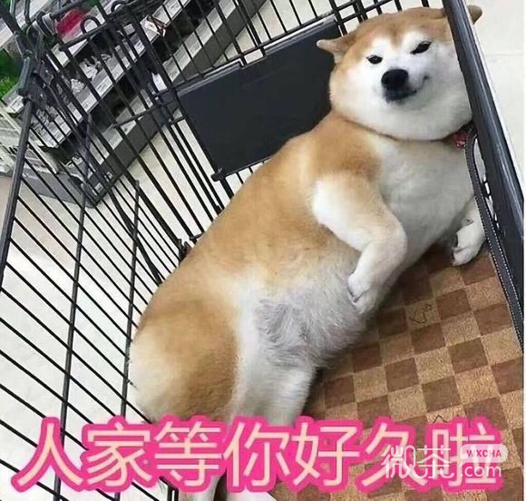 黄图微信恶搞傻屌斗图表情包