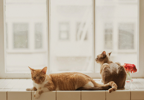 可爱宠物喵星人系列微信图片合集下载