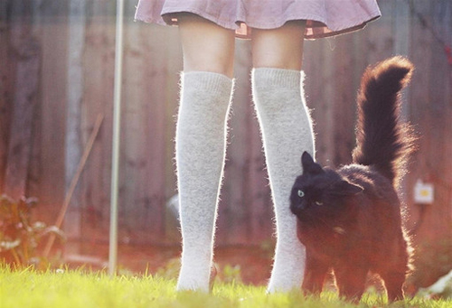 可爱宠物喵星人系列微信图片合集下载