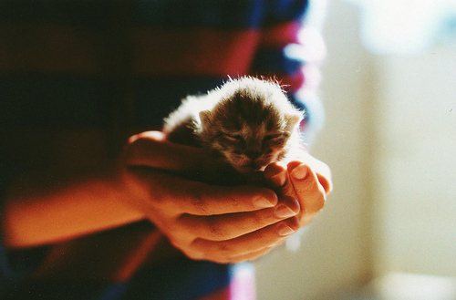 可爱宠物喵星人系列微信图片合集下载