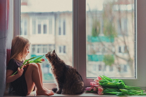 可爱宠物喵星人系列微信图片合集下载