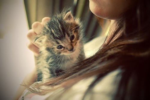 可爱宠物喵星人系列微信图片合集下载