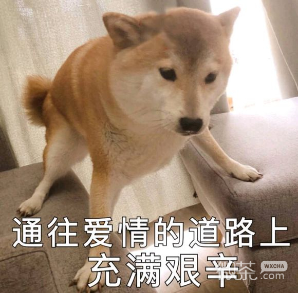 死了算了微信恶搞傻屌斗图表情包