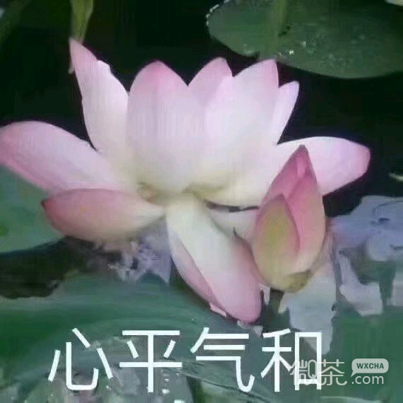 死了算了微信恶搞傻屌斗图表情包