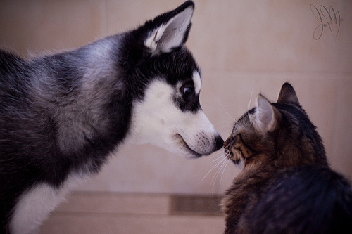 可爱宠物喵星人系列微信图片合集下载