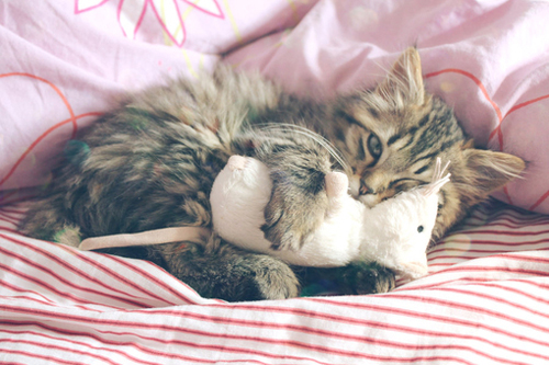 可爱宠物喵星人系列微信图片合集下载