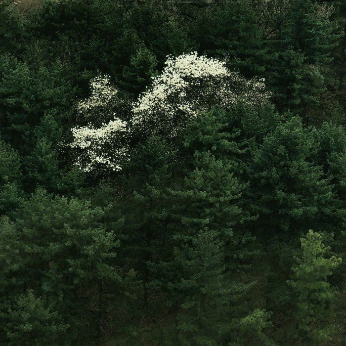 微信简洁森系朋友圈配图