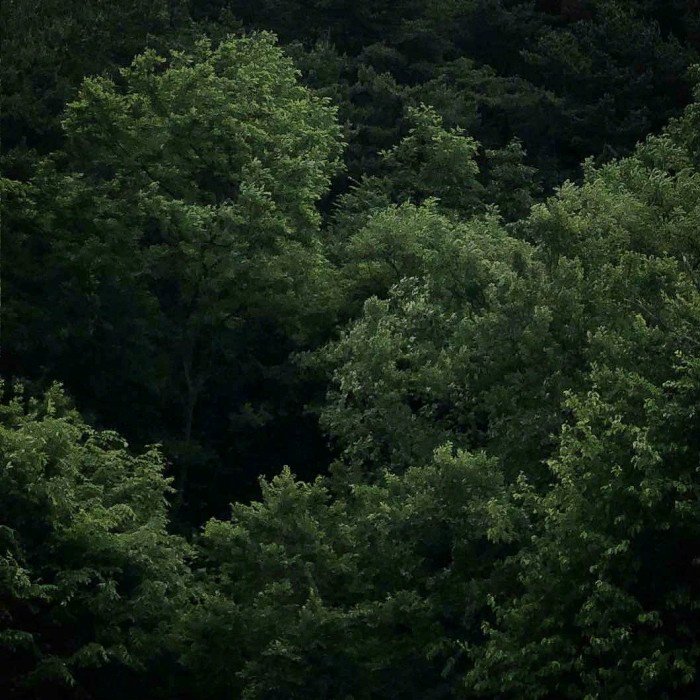 微信简洁森系朋友圈配图