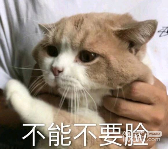 微信近期斗图恶搞表情包2019/9/10（二）