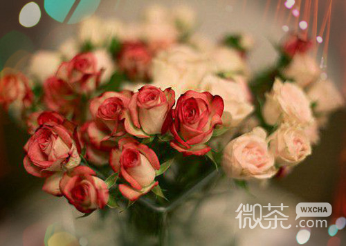 鲜艳的唯美意境花朵系列微信图片合集下载