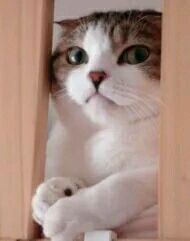 好气哦微信恶搞傻屌斗图表情包