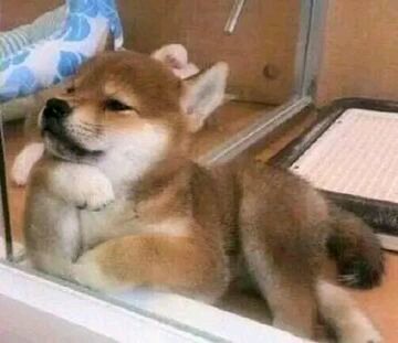 这边滚微信恶搞傻屌斗图表情包