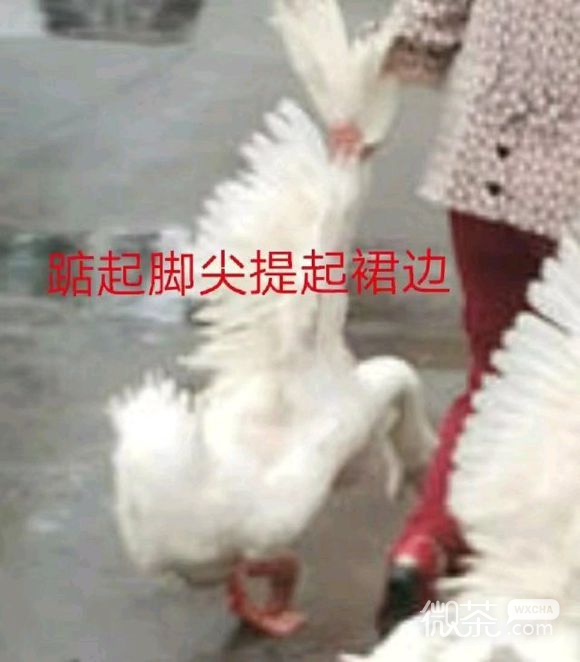 微信近期斗图恶搞表情包2019/9/19