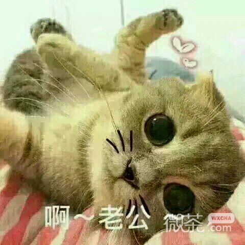窝在怀里微信恶搞傻屌斗图表情包