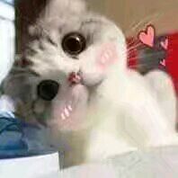 我并不在乎微信恶搞傻屌斗图表情包