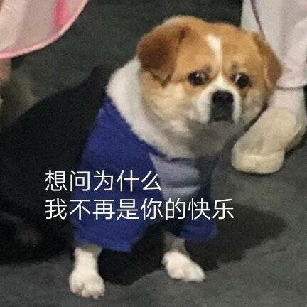 微信最新关于失宠的聊天表情包合集下载