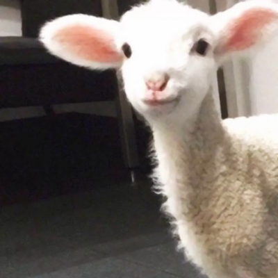 适合沙雕女孩的微信搞笑头像合集下载