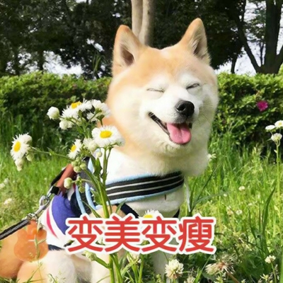 可爱带字的微信个性汪星人头像下载