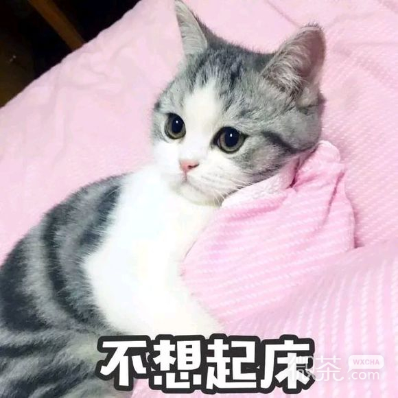 微信近期斗图恶搞表情包2019/9/30