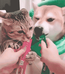 微信搞怪动态斗图表情包