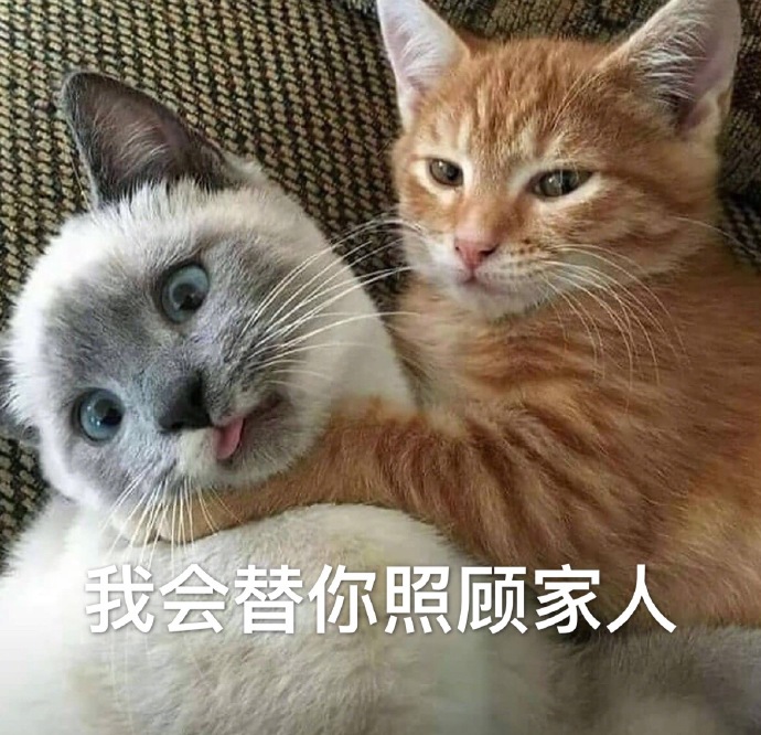 微信最新沙雕带字喵星人表情包合集下载