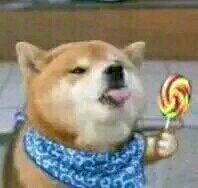 接到微信恶搞傻屌斗图表情包