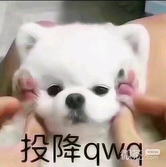 妈耶微信群聊傻屌斗图表情包