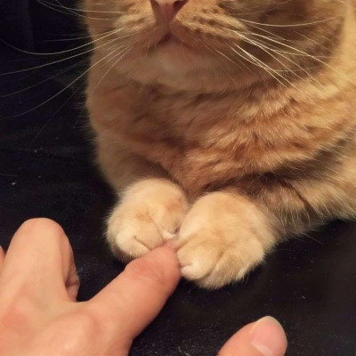 可爱搞怪的沙雕喵星人微信头像套图下载