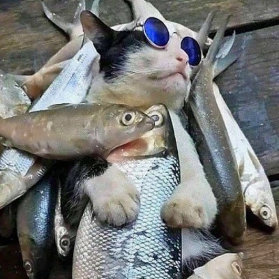 可爱搞怪的沙雕喵星人微信头像套图下载