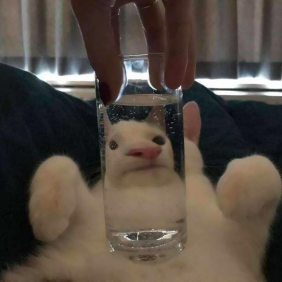 可爱搞怪的沙雕喵星人微信头像套图下载