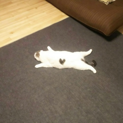 可爱搞怪的沙雕喵星人微信头像套图下载