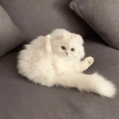 可爱搞怪的沙雕喵星人微信头像套图下载