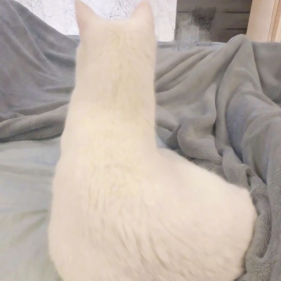 可爱搞怪的沙雕喵星人微信头像套图下载