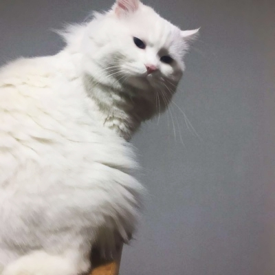 可爱搞怪的沙雕喵星人微信头像套图下载