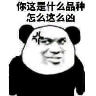 妈耶微信群聊傻屌斗图表情包