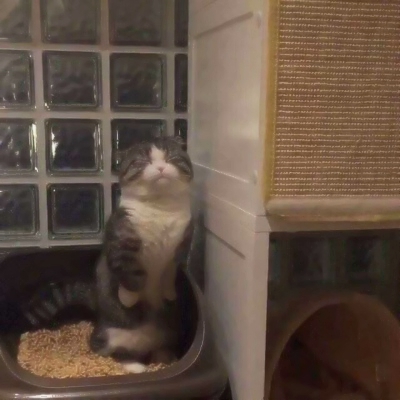 可爱搞怪的沙雕喵星人微信头像套图下载