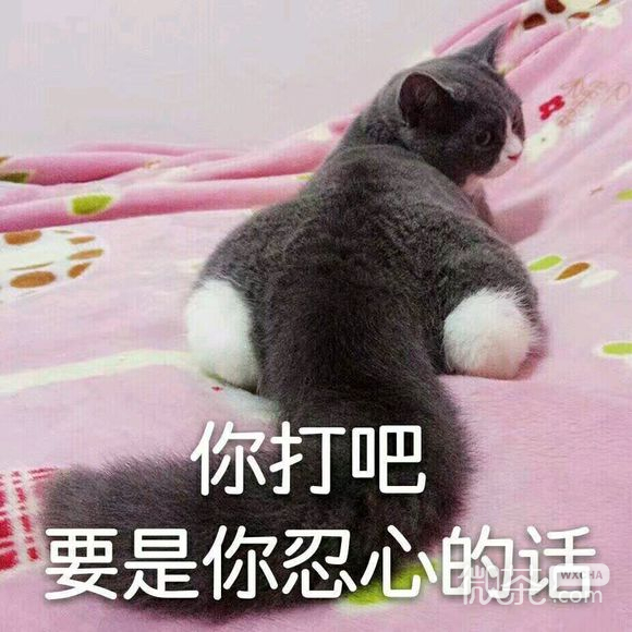 不，微信恶搞傻屌斗图表情包