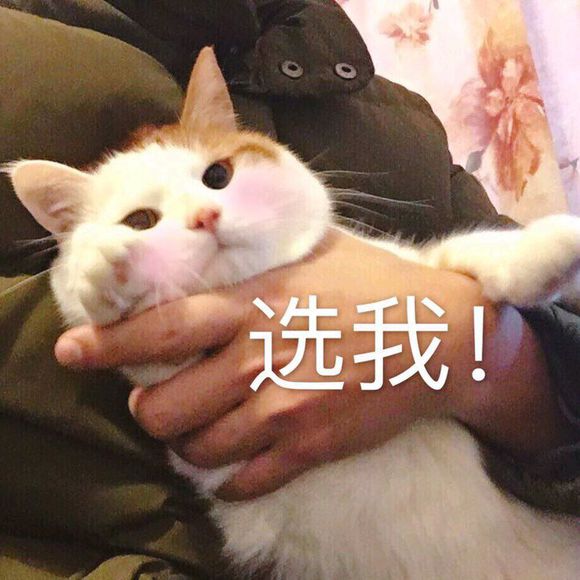 微信近期斗图恶搞表情包2019/9/27（二）