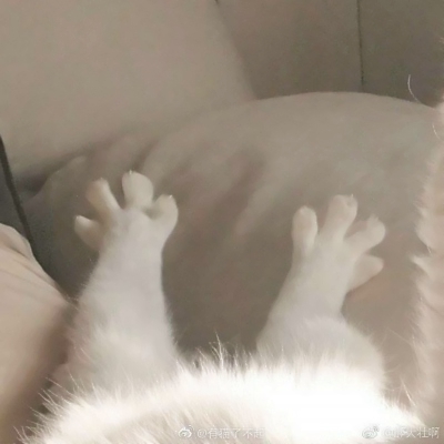 可爱搞怪的沙雕喵星人微信头像套图下载